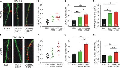 Differential Properties of the Synaptogenic Activities of the Neurexin Ligands Neuroligin1 and LRRTM2